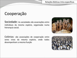 Cooperação Sociedade:  As sociedades são associações entre indivíduos da mesma espécie, organizada numa hierarquia social. Colónias:  são associações de cooperação entre seres vivos da mesma espécie, onde todos desempenham a mesma função Relações Bióticas Intra-especificas 