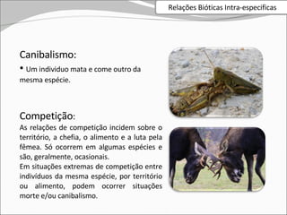 Canibalismo: Um individuo mata e come outro da mesma espécie. Competição : As relações de competição incidem sobre o território, a chefia, o alimento e a luta pela fêmea. Só ocorrem em algumas espécies e são, geralmente, ocasionais. Em situações extremas de competição entre indivíduos da mesma espécie, por território ou alimento, podem ocorrer situações morte e/ou canibalismo. Relações Bióticas Intra-especificas 