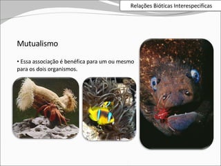 Mutualismo Essa associação é benéfica para um ou mesmo para os dois organismos. Relações Bióticas Interespecificas 