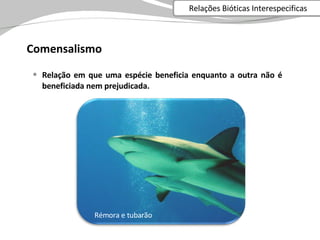 Comensalismo Relação em que uma espécie beneficia enquanto a outra não é beneficiada nem prejudicada. Rémora e tubarão Relações Bióticas Interespecificas 