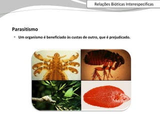 Parasitismo Um organismo é beneficiado às custas de outro, que é prejudicado. Relações Bióticas Interespecificas 