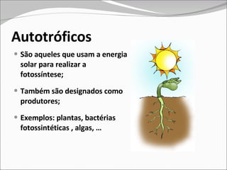 Autotróficos  São aqueles que usam a energia solar para realizar a fotossíntese; Também são designados como produtores; Exemplos: plantas, bactérias fotossintéticas , algas, … 