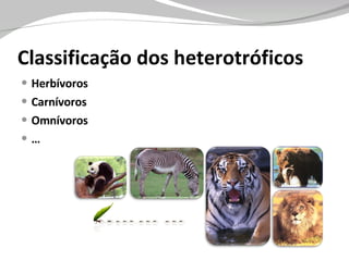 Classificação dos heterotróficos  Herbívoros Carnívoros Omnívoros … 