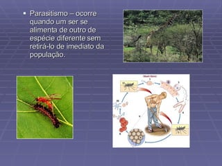 Parasitismo – ocorre quando um ser se alimenta de outro de espécie diferente sem retirá-lo de imediato da população. 