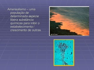 Amensalismo – uma população de determinada espécie libera substância químicas para inibir o estabelecimento / crescimento de outras. 