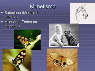 Mimetismo Batesiano (Modelo e mímico) Mileriano (Todos os modelos) 