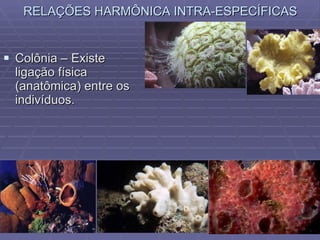 RELAÇÕES HARMÔNICA INTRA-ESPECÍFICAS Colônia – Existe ligação física (anatômica) entre os indivíduos. 