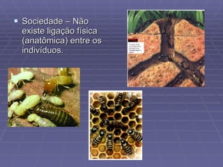 Sociedade – Não existe ligação física (anatômica) entre os indivíduos. 