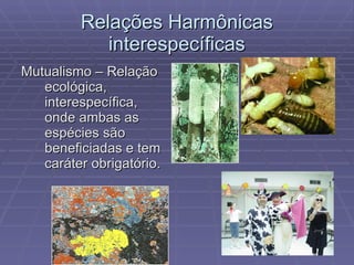 Relações Harmônicas interespecíficas Mutualismo – Relação ecológica, interespecífica, onde ambas as espécies são beneficiadas e tem caráter obrigatório. 