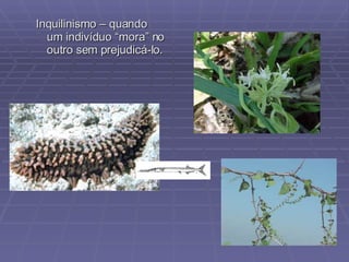 Inquilinismo – quando um indivíduo “mora” no outro sem prejudicá-lo. 