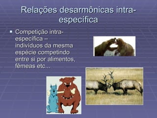 Relações desarmônicas intra-específica Competição intra-específica – indivíduos da mesma espécie competindo entre si por alimentos, fêmeas etc... 