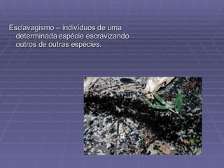 Esclavagismo – indivíduos de uma determinada espécie escravizando outros de outras espécies. 