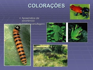 COLORAÇÕES Aposemática (de advertência) Críptica (camuflagem) 
