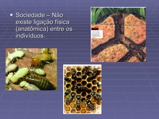 Sociedade – Não existe ligação física (anatômica) entre os indivíduos. 