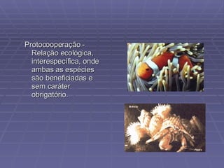 Protocooperação - Relação ecológica, interespecífica, onde ambas as espécies são beneficiadas e sem caráter obrigatório. 