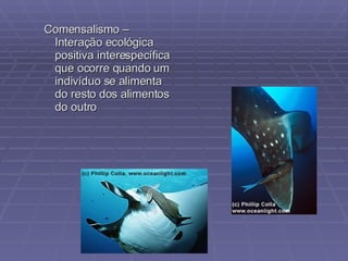 Comensalismo – Interação ecológica positiva interespecífica que ocorre quando um indivíduo se alimenta do resto dos alimentos do outro 