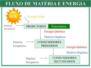 FLUXO DE MATÉRIA E ENERGIA
SOL
PRODUTORES
CONSUMIDORES
PRIMÁRIOS
CONSUMIDORES
SECUNDÁRIOS
Energia Solar
Energia Química
Matéria Orgânica
Energia Química
Matéria Orgânica
Matéria
Inorgânica
Matéria
Inorgânica
Matéria
Inorgânica
Fotossíntese
 