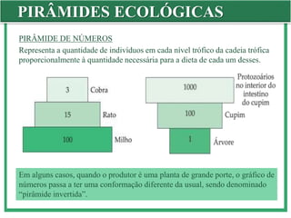 PIRÂMIDES ECOLÓGICAS
PIRÂMIDE DE NÚMEROS
Representa a quantidade de indivíduos em cada nível trófico da cadeia trófica
proporcionalmente à quantidade necessária para a dieta de cada um desses.
Em alguns casos, quando o produtor é uma planta de grande porte, o gráfico de
números passa a ter uma conformação diferente da usual, sendo denominado
“pirâmide invertida”.
 