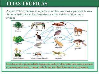 TEIAS TRÓFICAS
As teias tróficas mostram as relações alimentares entre os organismos de uma
forma multidirecional. São formadas por várias cadeias tróficas que se
cruzam.
Isso demonstra que um dado organismo pode ter diferentes hábitos alimentares
e, consequentemente, ocupar mais de um nível trófico em um ecossistema.
 
