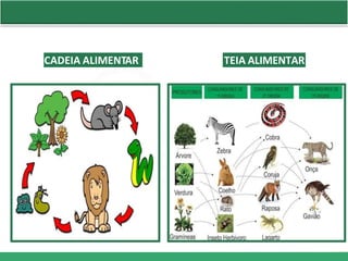 CADEIA ALIMENTAR TEIA ALIMENTAR
 