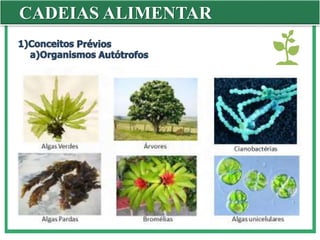 CADEIAS ALIMENTAR
 