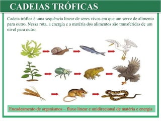 CADEIAS TRÓFICAS
Cadeia trófica é uma sequência linear de seres vivos em que um serve de alimento
para outro. Nessa rota, a energia e a matéria dos alimentos são transferidas de um
nível para outro.
Encadeamento de organismos – fluxo linear e unidirecional de matéria e energia
 
