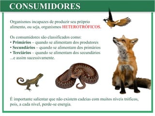 CONSUMIDORES
Organismos incapazes de produzir seu próprio
alimento, ou seja, organismos HETEROTRÓFICOS.
Os consumidores são classificados como:
• Primários – quando se alimentam dos produtores
• Secundários – quando se alimentam dos primários
• Terciários – quando se alimentam dos secundários
...e assim sucessivamente.
É importante salientar que não existem cadeias com muitos níveis tróficos,
pois, a cada nível, perde-se energia.
 