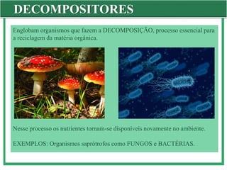 DECOMPOSITORES
Englobam organismos que fazem a DECOMPOSIÇÃO, processo essencial para
a reciclagem da matéria orgânica.
Nesse processo os nutrientes tornam-se disponíveis novamente no ambiente.
EXEMPLOS: Organismos saprótrofos como FUNGOS e BACTÉRIAS.
 