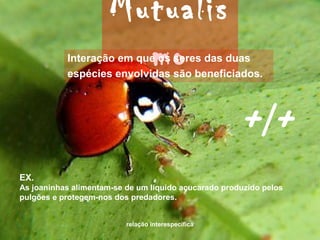 relação interespecífica
Mutualis
moInteração em que os seres das duas
espécies envolvidas são beneficiados.
EX.
As joaninhas alimentam-se de um líquido açucarado produzido pelos
pulgões e protegem-nos dos predadores.
+/+
 