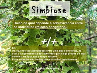 Relação interespecífica
Simbiose
Ex.
Os líquenes são associações entre uma alga e um fungo, na
qual o fungo beneficia dos alimentos que a alga produz e a alga
beneficia da água que o fungo absorve.
Estas espécies não conseguem sobreviver isoladamente.
União da qual depende a sobrevivência entre
os indivíduos (relação obrigatória).
+/+
 