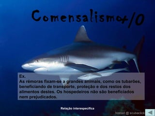 Relação interespecífica
Comensalismo
Ex.
As rémoras fixam-se a grandes animais, como os tubarões,
beneficiando de transporte, proteção e dos restos dos
alimentos destes. Os hospedeiros não são beneficiados
nem prejudicados.
+/0
 