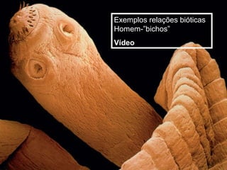 Exemplos relações bióticas
Homem-”bichos”
Vídeo
 