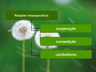 Relações intraespecíficas
cooperação
competição
canibalismo
 