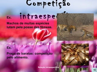 Relação intraespecífica
Competição
intraespecíficaEx.
Machos de muitas espécies
lutam pela posse das fêmeas.
Ex.
Praga de baratas: competição
pelo alimento.
 