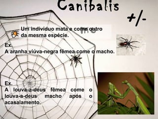 Canibalis
moUm indivíduo mata e come outro
da mesma espécie.
Ex.
A aranha viúva-negra fêmea come o macho.
+/-
Ex.
A louva-a-deus fêmea come o
louva-a-deus macho após o
acasalamento.
 
