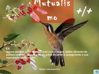 Mutualis
                        mo     +/+

EX.
Alguns animais como insetos, aves ou morcegos, obtêm alimento de
plantas com flor, dispersando os grãos de pólen e assegurando a sua
reprodução (polinização).



                          relação interespecífica
 