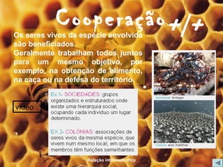 Cooperação +/+
Os seres vivos da espécie envolvida
são beneficiados.
Geralmente trabalham todos juntos
para um mesmo objetivo, por
exemplo, na obtenção de alimento,
na caça ou na defesa do território.


vídeo




                    Relação intraespecífica
 