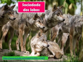 Sociedade
dos lobos
https://www.youtube.com/watch?v=frKn-n71GPY
 