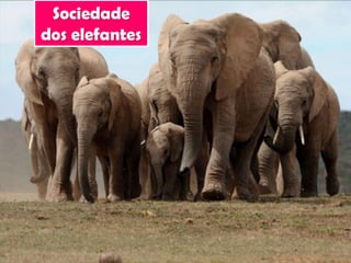 Sociedade
dos elefantes
 