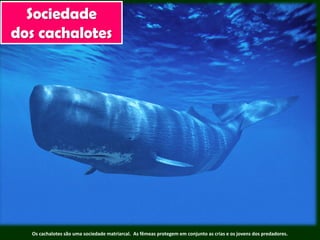 Os cachalotes são uma sociedade matriarcal. As fêmeas protegem em conjunto as crias e os jovens dos predadores.
Sociedade
dos cachalotes
 