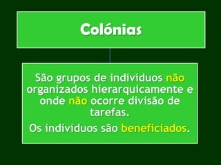 Colónias
São grupos de indivíduos não
organizados hierarquicamente e
onde não ocorre divisão de
tarefas.
Os indivíduos são beneficiados.
 