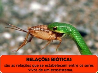 RELAÇÕES BIÓTICAS
são as relações que se estabelecem entre os seres
vivos de um ecossistema.
 