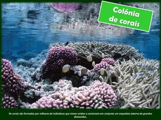 Os corais são formados por milhares de indivíduos que vivem unidos e constroem em conjunto um esqueleto externo de grandes
dimensões.
 