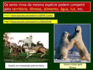 Os seres vivos da mesma espécie podem competir
pelo território, fêmeas, alimento, água, luz, etc.
https://www.youtube.com/watch?v=z39Z6yR5lJM
https://www.youtube.com/watch?v=QlPNK-CUe6Q
Ursos a lutar pela
fêmea.
Veados em competição pelo território
 