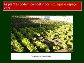 As plantas podem competir por luz, água e espaço
vital.
Crescimento das alfaces.
 