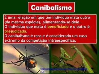 Canibalismo
É uma relação em que um indivíduo mata outro
(da mesma espécie), alimentando-se dele.
O indivíduo que mata é beneficiado e o outro é
prejudicado.
O canibalismo é raro e é considerado um caso
extremo da competição intraespecífica.
https://www.youtube.com/watch?v=Os3OBJSl
pUc
 