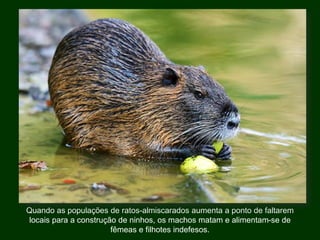 Quando as populações de ratos-almiscarados aumenta a ponto de faltarem
locais para a construção de ninhos, os machos matam e alimentam-se de
fêmeas e filhotes indefesos.
 