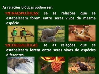 As relações bióticas podem ser:
•INTRAESPECÍFICAS: se as relações que se
estabelecem forem entre seres vivos da mesma
espécie.
•INTERESPECÍFICAS: se as relações que se
estabelecem forem entre seres vivos de espécies
diferentes.
 