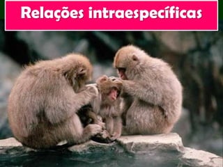 Relações intraespecíficas
 