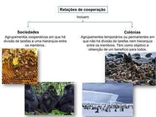 Relações de cooperação
Sociedades Colónias
Incluem
Agrupamentos cooperativos em que há
divisão de tarefas e uma hierarquia entre
os membros.
Agrupamentos temporários ou permanentes em
que não há divisão de tarefas nem hierarquia
entre os membros. Têm como objetivo a
obtenção de um benefício para todos.
 